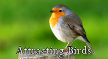 Tips for attracting birds