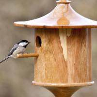 Beech "Cottage" style house with Carolina Chickadee.