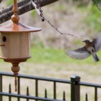 Indigo Buntings inspecting a Maple and Cherry "Spire" style house.